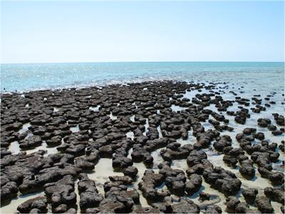 A Proposal for Formation of Archaean Stromatolites before the Advent of Oxygenic Photosynthesis